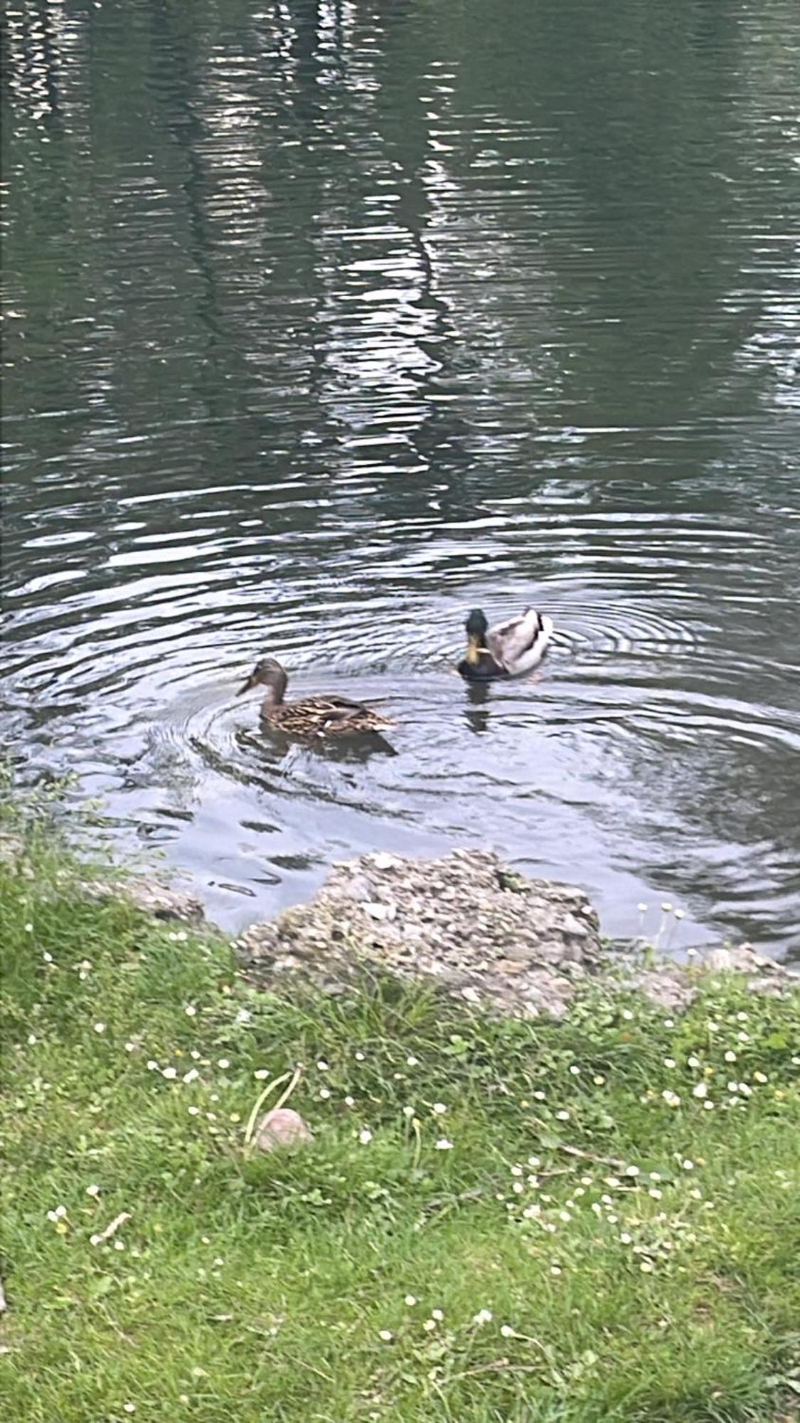 Laghi Di Como Appartamento Di Licinia E Mario Asso Kültér fotó
