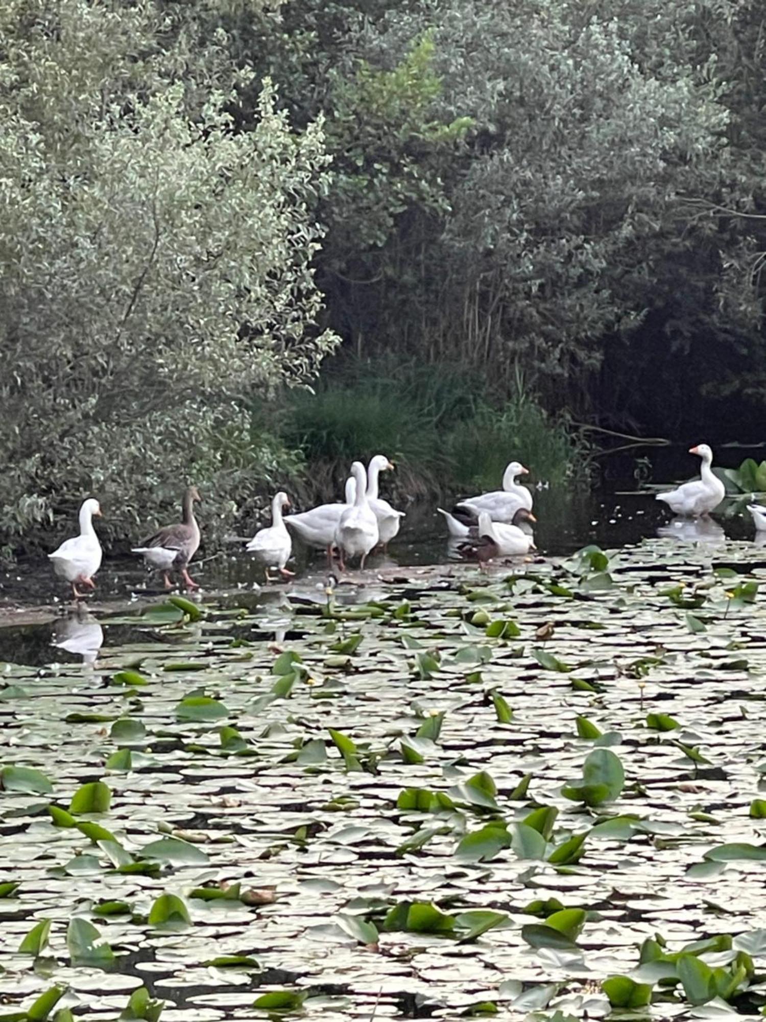 Laghi Di Como Appartamento Di Licinia E Mario Asso Kültér fotó